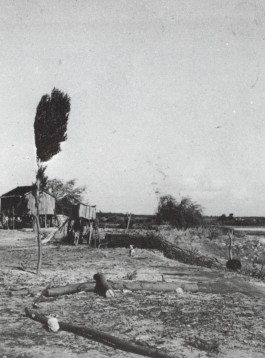 PIONIRA