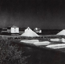 PIONIRA