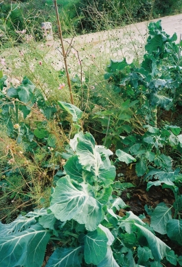 Syntropic Agriculture PIONIRA 