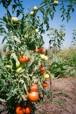 Tomatoes Gartenbau PIONIRA