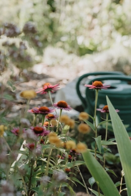 Ökosoziale Siedlung Bamberg PIONIRA