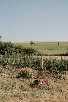 field in Friesenhausen PIONIRA