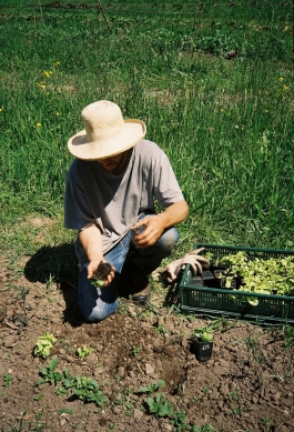 pierre gilles of praz bonjour gardening 