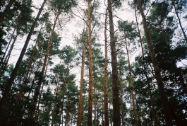 pine forest berlin